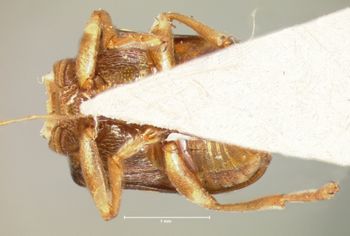 Media type: image; Entomology 8796   Aspect: habitus ventral view